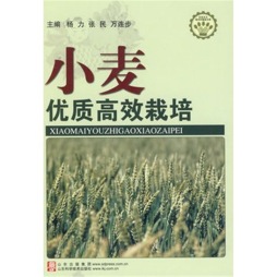小麦优质高效栽培封面图