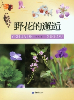 野花的邂逅封面图