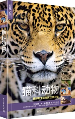 猫科动物封面图