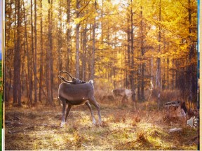 2019-2020学年鲁教版高中地理必修3课件：4.2《 农业与区域可持续发展—以东北地区为例 》课件(共35张PPT)