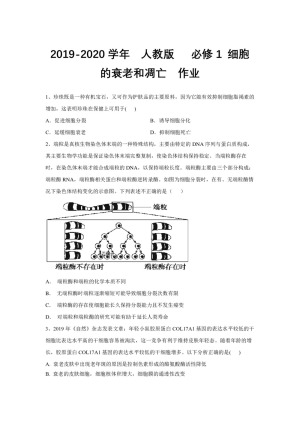 2019-2020学年  人教版   必修1 细胞的衰老和凋亡  作业