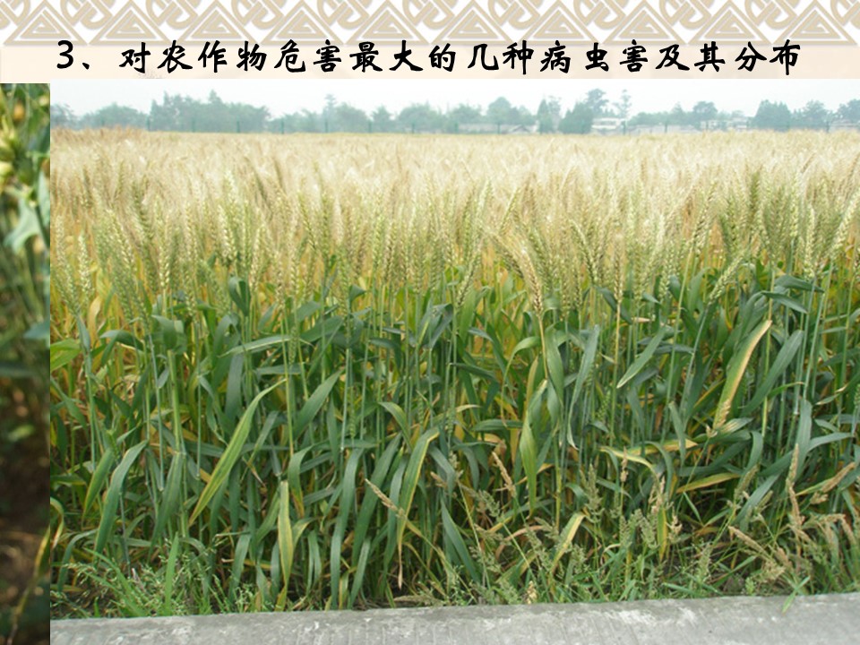 2019-2020学年中图版高中地理选修5课件：2.4《中国的生物灾害》(共23张PPT)第3页