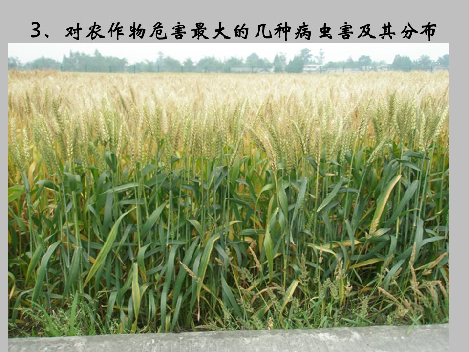 2019-2020学年中图版高中地理选修5课件：2.4中国的生物灾害 课件 （共23张PPT）第3页