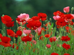 2019—2020学年岳麓版必修一第12课 鸦片战争【岳麓版】[课件]