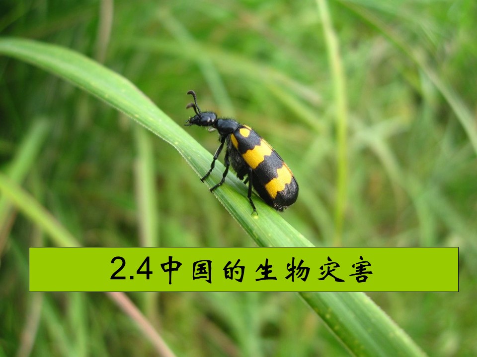 2019-2020学年中图版高中地理选修5课件：2.4中国的生物灾害  (共26张PPT)第1页