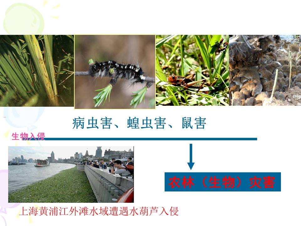 2019-2020学年人教版高中地理选修5课件：2.5《中国的生物灾害》教学课 (共28张PPT)第3页