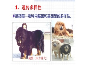 2019-2020学年人教版高中地理选修6课件：4.4生物多样性保护教学课件  (共64张PPT)