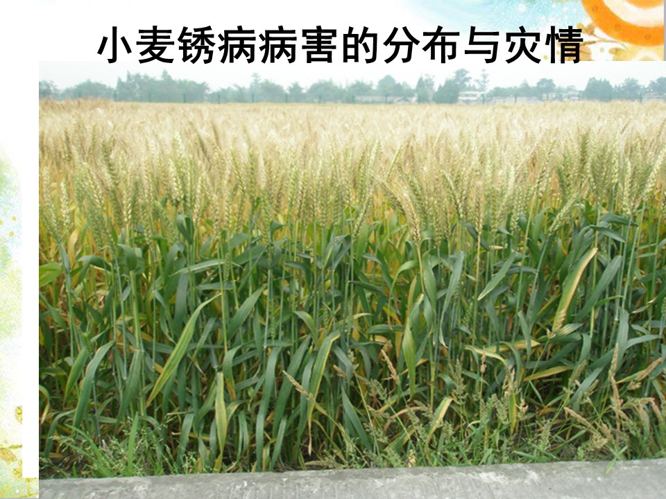 2019-2020学年人教版高中地理选修5课件：2.5《中国的生物灾害》 课件(共37张PPT)第3页