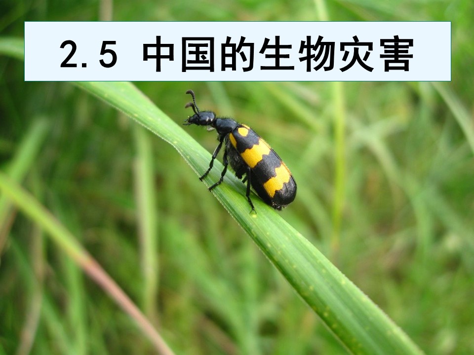 2019-2020学年人教版高中地理选修5课件：2.5《中国的生物灾害》 课件(共37张PPT)第1页