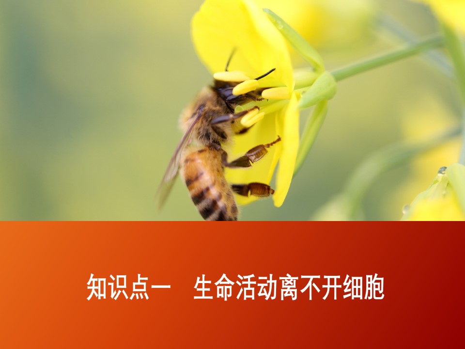 2019-2020学年  人教版  必修1 从生物圈到细胞  课件 （34张）第2页