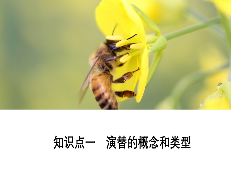 2019-2020学年  人教版  必修3  群落的演替 课件 （34张）第2页