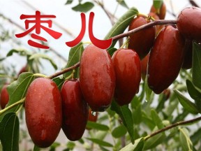 《枣儿》PPT课件4