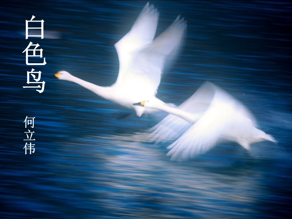 《白色鸟》PPT课件2第1页