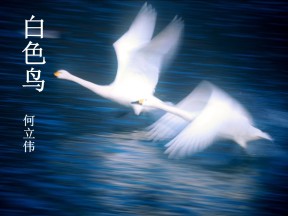 《白色鸟》PPT课件2