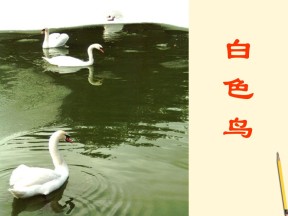《白色鸟》PPT课件