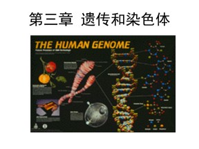 3.1基因的分离定律课件（苏教版必修II）