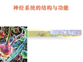 2018-2019学年浙科版必修三 第2章第2节神经系统的结构与功能  课件 (64张)