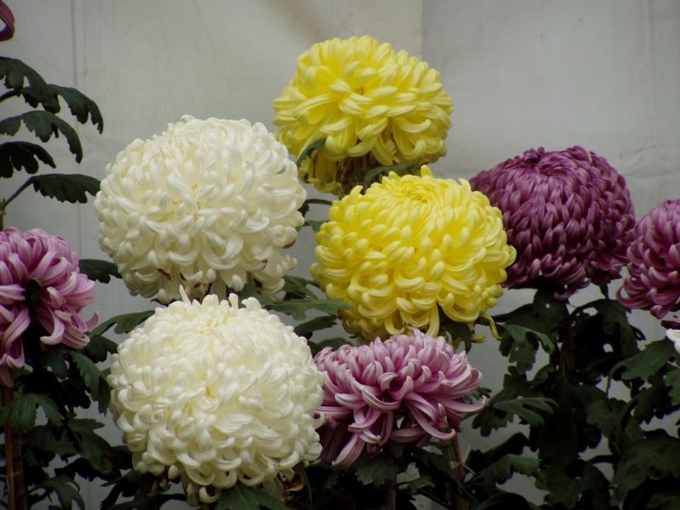 专题3课题1菊花的组织培养 课件（人教版选修1）第3页