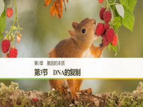 2018-2019学年人教版必修2 第3章 第3节 DNA的复制 课件（25张）