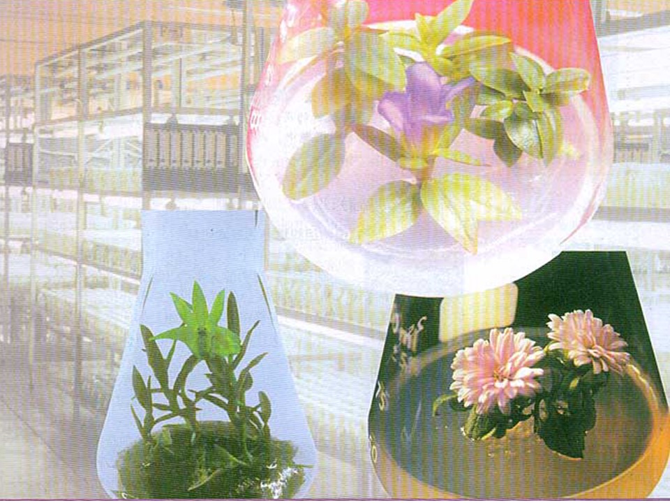 专题3课题1菊花的组织培养 课件（人教版选修1）第1页