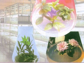 专题3课题1菊花的组织培养 课件（人教版选修1）