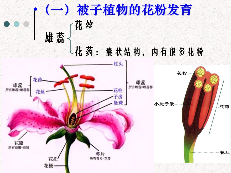 2016-2017学年度人教版选修1 月季的花药培养 课件（32张）第3页