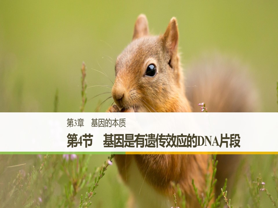 2018-2019学年人教版必修2 第3章 第4节 基因是有遗传效应的DNA片段 课件（22张）第1页