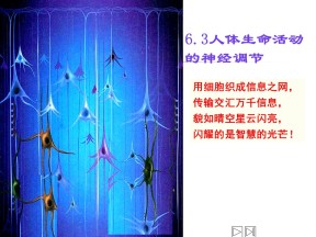 2018-2019学年北师大版必修3 第2章第3节人体生命活动的神经调节 课件(共41张)