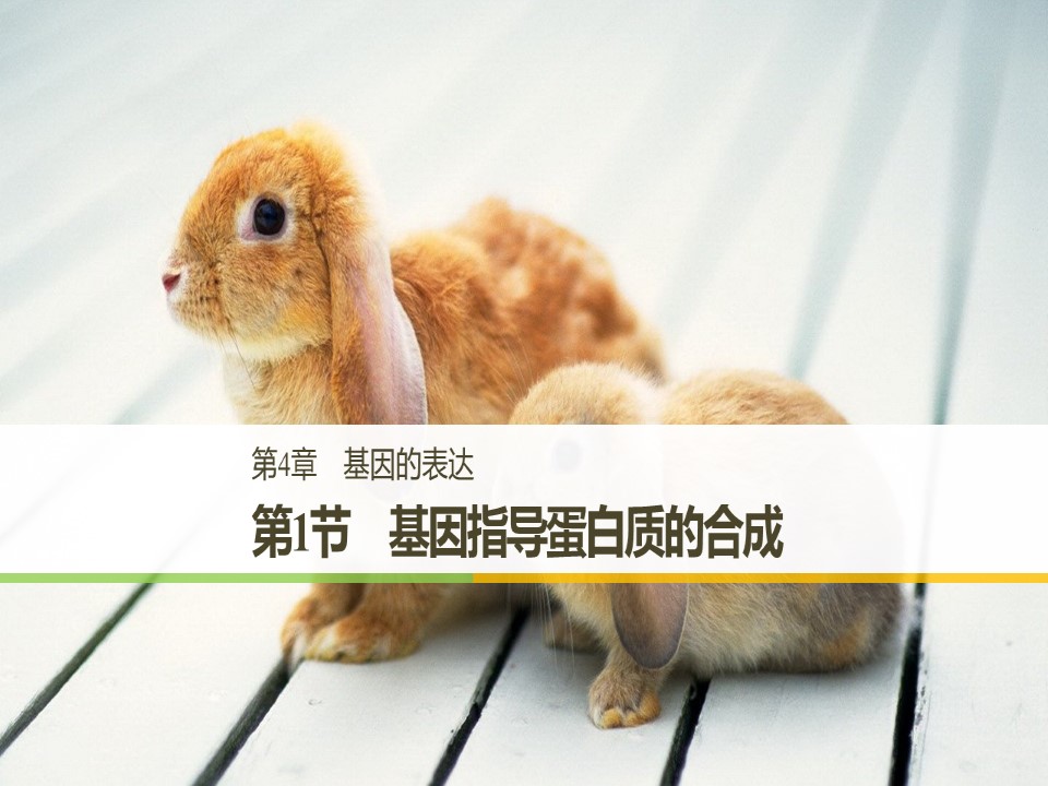 2018-2019学年人教版必修2 第4章 第1节 基因指导蛋白质的合成 课件（37张）第1页