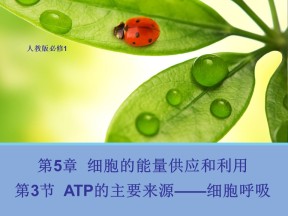2018-2019学年人教版必修1 ATP的主要来源—细胞呼吸 课件 (32张)