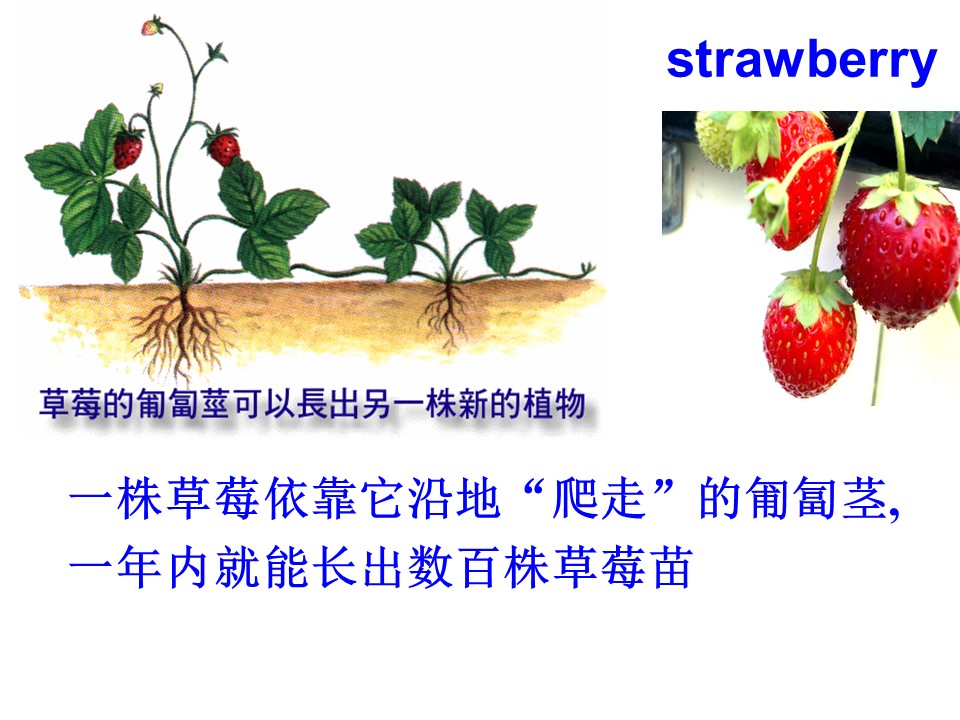 2019学年度人教版选修八Unit2CloningPeriod1 Warming up and Reading 课件（67张）第2页