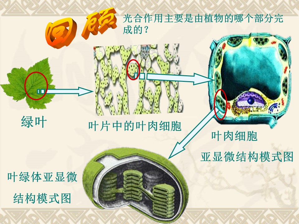 2018-2019学年苏教版必修1  4.2光合作用 课件(17张)第3页