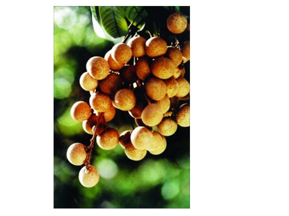 2019学年度人教版选修八Unit2CloningPeriod1 Warming up and Reading 课件（67张）第3页