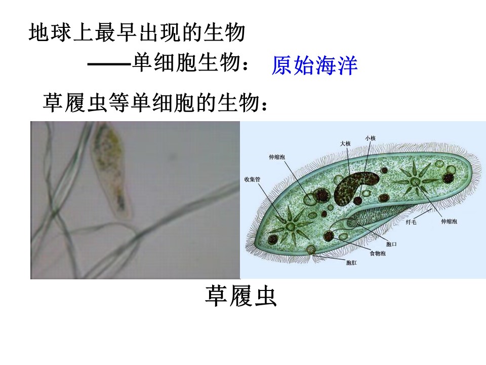 2019-2019学年苏教版必修三  人体的内环境与稳态 课件(31张)第1页