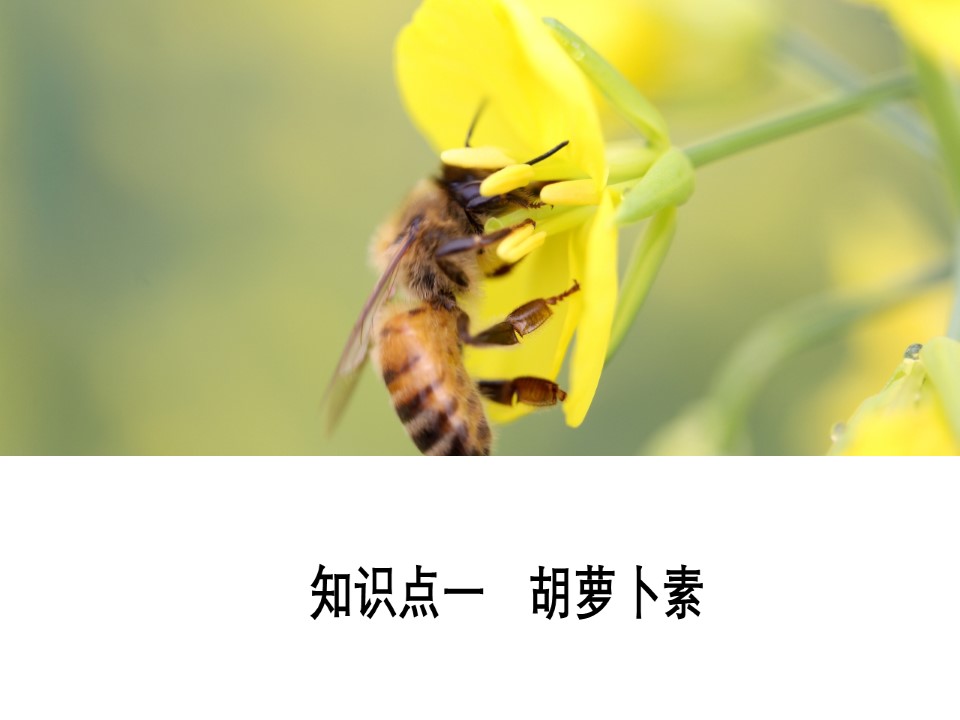 2019-2020学年 人教版 选修1 植物有效成分的提取  课件  （52张）第2页