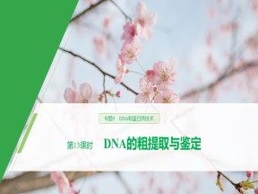 2019-2020学年 人教版 选修1DNA的粗提取与鉴定 课件  （35张）