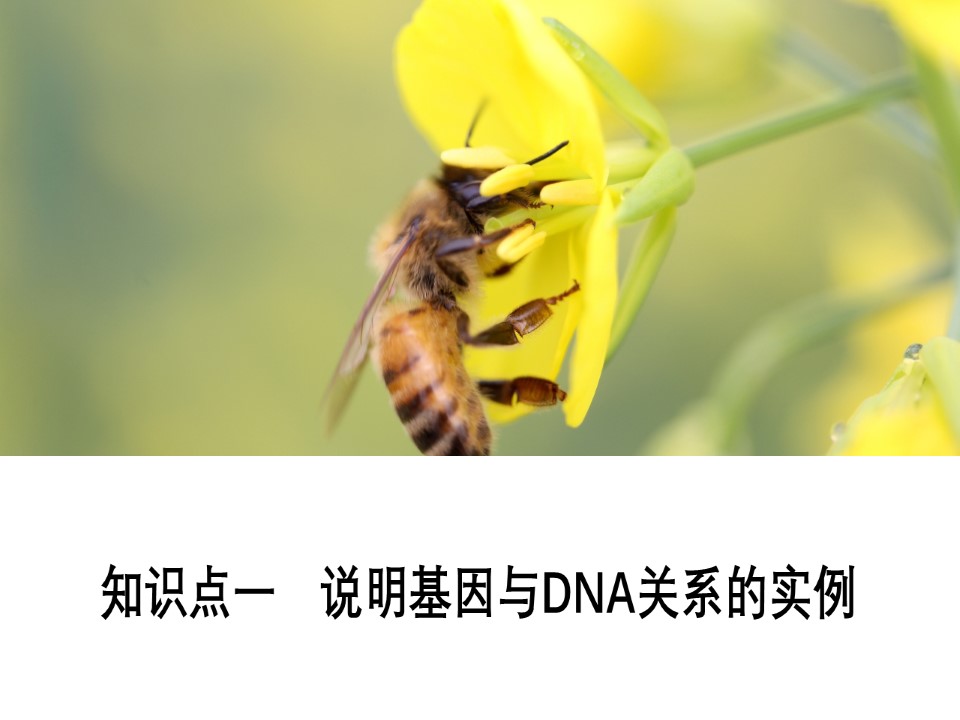 2019-2020学年 人教版 必修2 基因通常是有遗传效应的DNA片段   课件  （30张）第3页