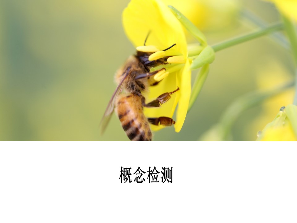 2019-2020学年 人教版 必修2  基因对性状的控制 课件  （67张）第2页