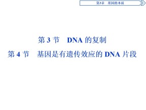 2019-2020学年新人教版必修2 第3章 第3节　DNA的复制   第4节　基因是有遗传效应的DNA片段 课件（41张）