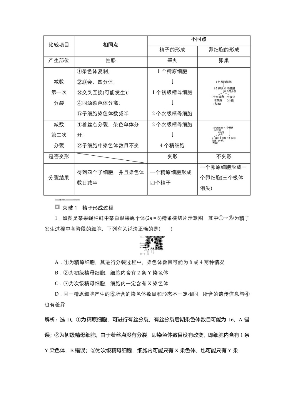 2019-2020学年新苏教版必修2 第二章 第一节 第2课时 生殖细胞的形成 学案第3页
