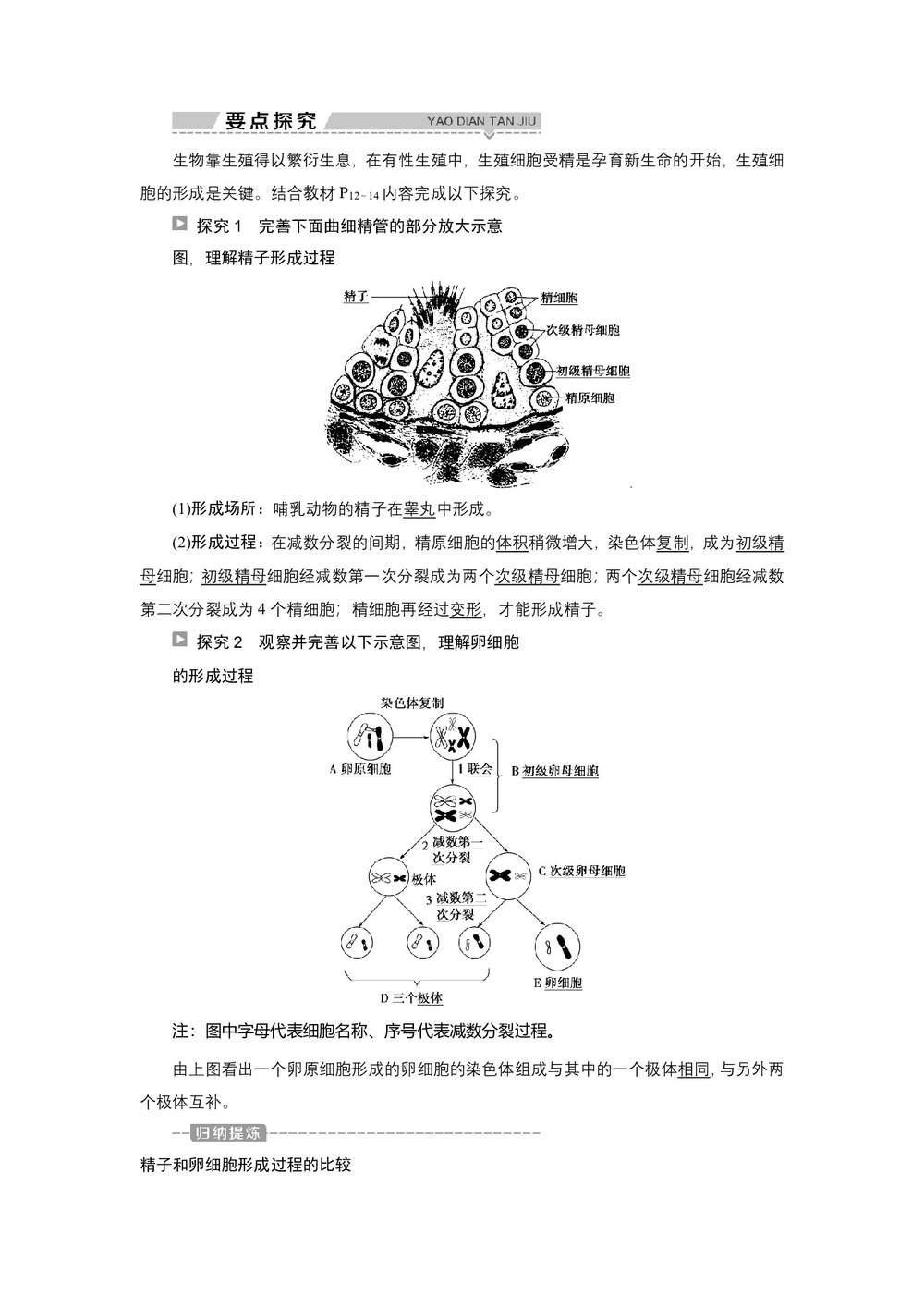 2019-2020学年新苏教版必修2 第二章 第一节 第2课时 生殖细胞的形成 学案第2页