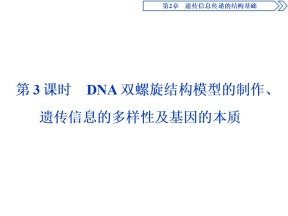 2019-2020学年北师大版必修2 第2章 第2节第3课时 DNA双螺旋结构模型的制作、遗传信息的多样 课件（38张）