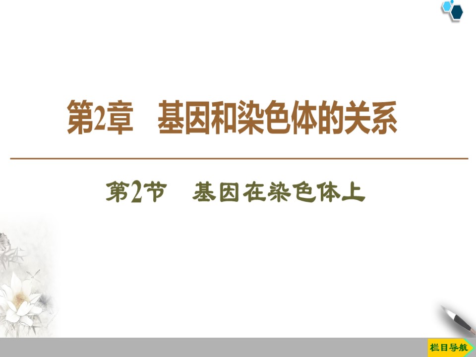 2019-2020学年人教版必修2 第2章 第2节　基因在染色体上 课件（50张）第1页