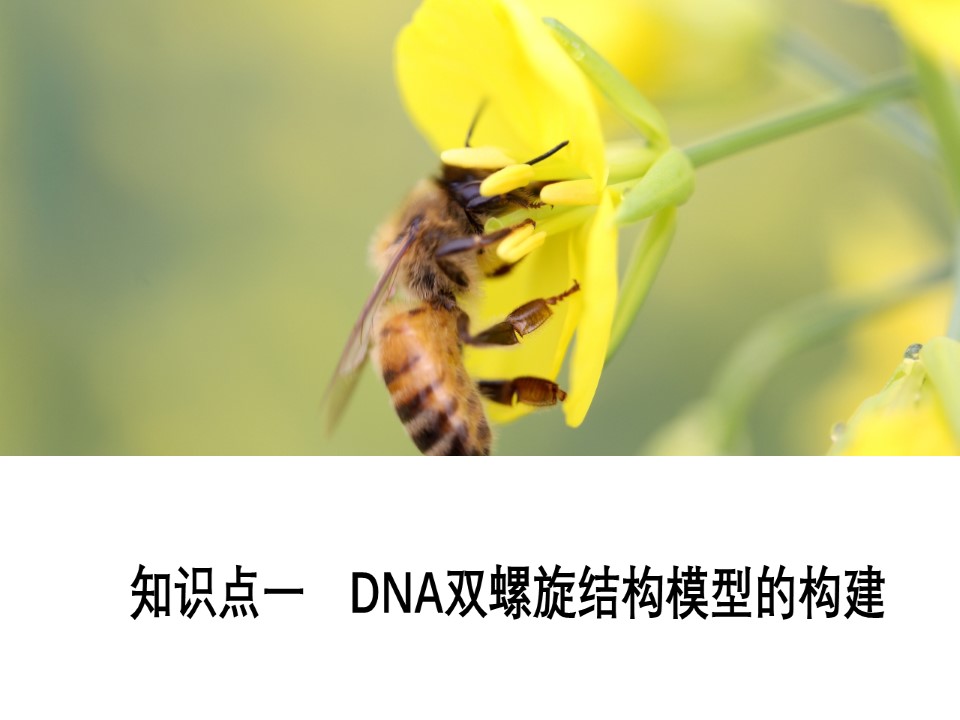 2019-2020学年 人教版 必修2 DNA的结构   课件  （52张）第3页