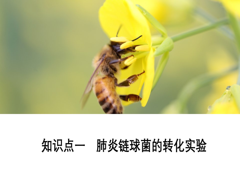 2019-2020学年 人教版 必修2 基因的本质  课件  （62张）第3页